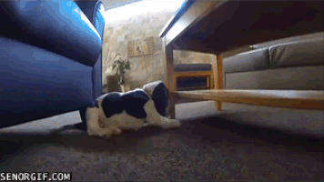 Basset Gifs Find Share On Giphy