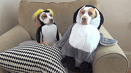 Penguin GIF Costume - Find & Share on GIPHY