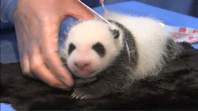 giphy link html5 video gif download download upload gif  to