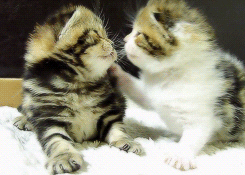 animals kitten kissing relaxed animated GIF