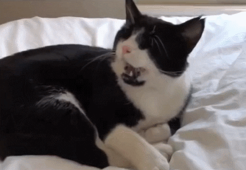 Cat Sneezing GIF - Find & Share on GIPHY