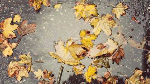 fall rain november autumn rainy animated GIF