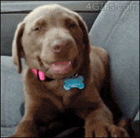  Animated Gif on Giphy