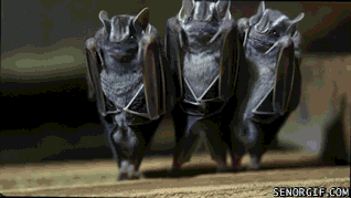 bat animated GIF
