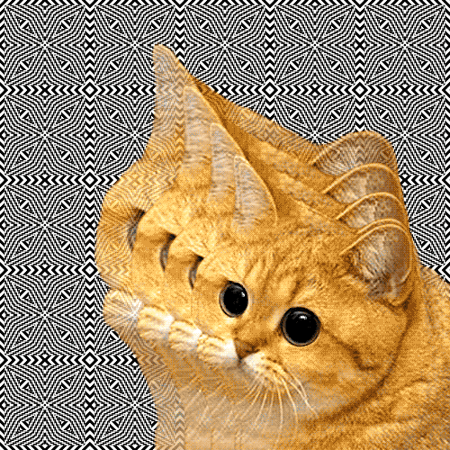 Cat animated GIF