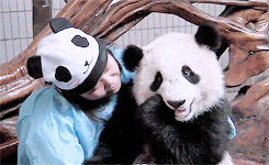 panda animated GIF