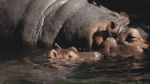 Baby Animals Wiggle GIF by San Diego Zoo - Find & Share on GIPHY