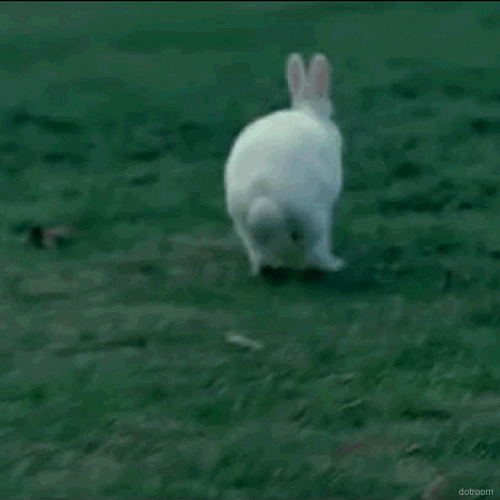 bunny animated GIF 