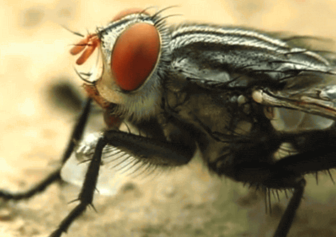 House Fly GIF - Find & Share on GIPHY