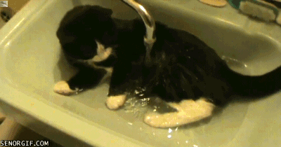 cat in bath