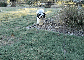  Animated Gif on Giphy