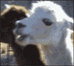 Alpaca GIF - Find & Share on GIPHY