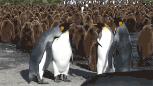 penguin animated GIF 
