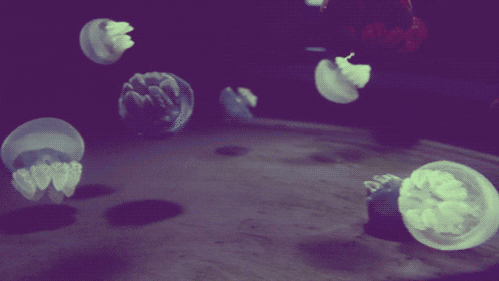 jellyfish animated GIF jellyfish animated GIF