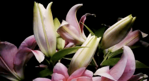 nature flowers spring last one animated GIF