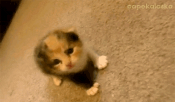 Calico Cats GIFs on Giphy