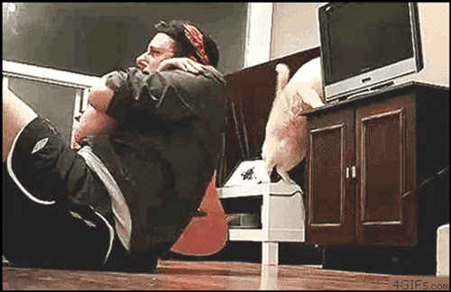 cat (8782) Animated Gif on Giphy