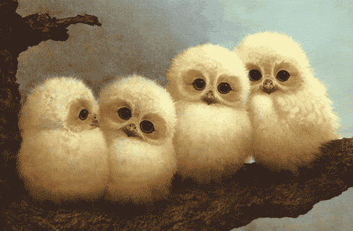 owl animated GIF