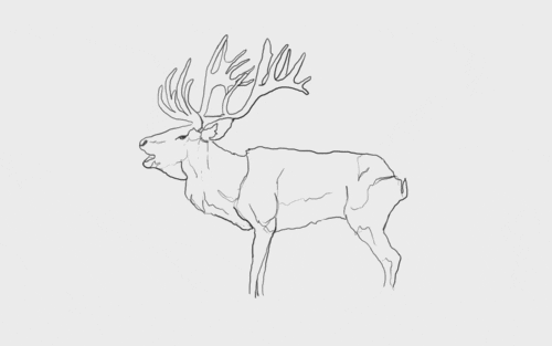deer animated GIF