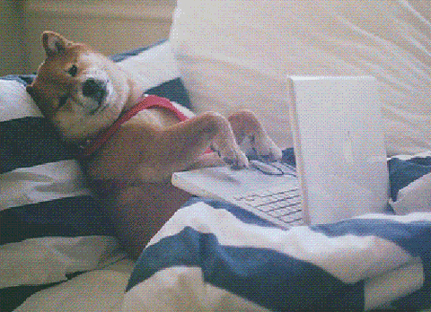 dog relaxing using a mac laptop