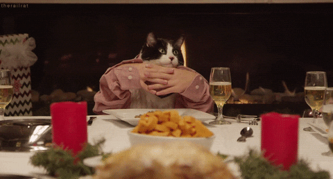 cat animated GIF