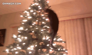 cat climb christmas tree
