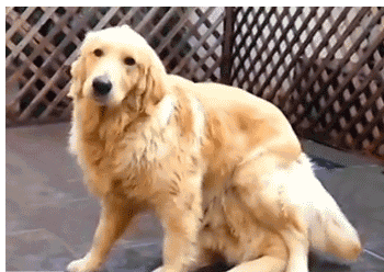 Golden Retriever Fur GIF - Find & Share on GIPHY