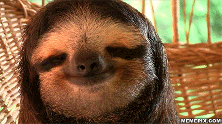 Image result for funny sloth animated gifs