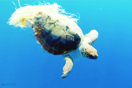 hanging sea turtle gif