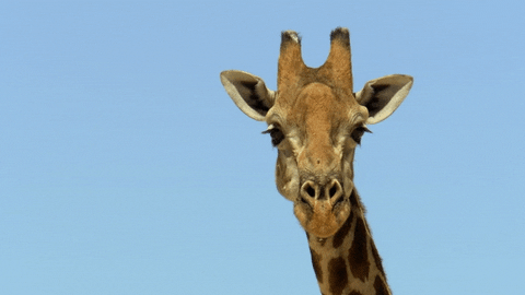 giraffes animated GIF