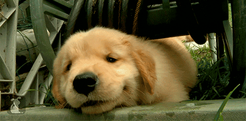 dog animal puppy pet cute animal golden retriever animated GIF