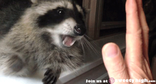 Image result for funny raccoon animated gifs