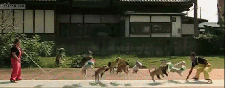 dog animated GIF 