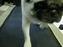  Animated Gif on Giphy