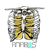 ANFIBIOSIBIZA