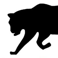BlackCatVideo