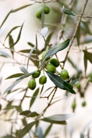 Cal-olive