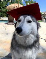 ChinoHIllsHusky