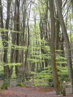 CoL_EppingForest