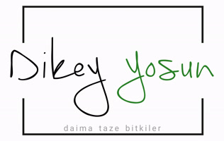 DikeyYosun