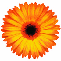 Fareastflora