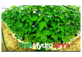 FruitHydroSinni