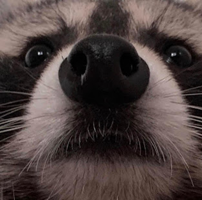 Fuzz_Racc