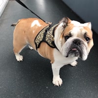 HeavyDutyDogHarness1
