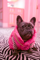 IzzyTheFrenchie