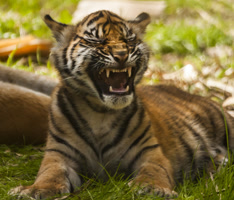 JacksonvilleZoo