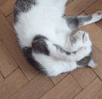 KittyGhost