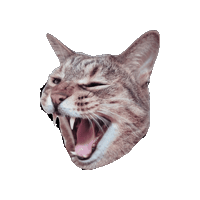 Kycalone