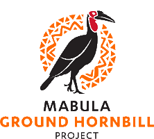 Mabulagroundhornbill