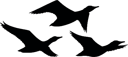 fbrjunior